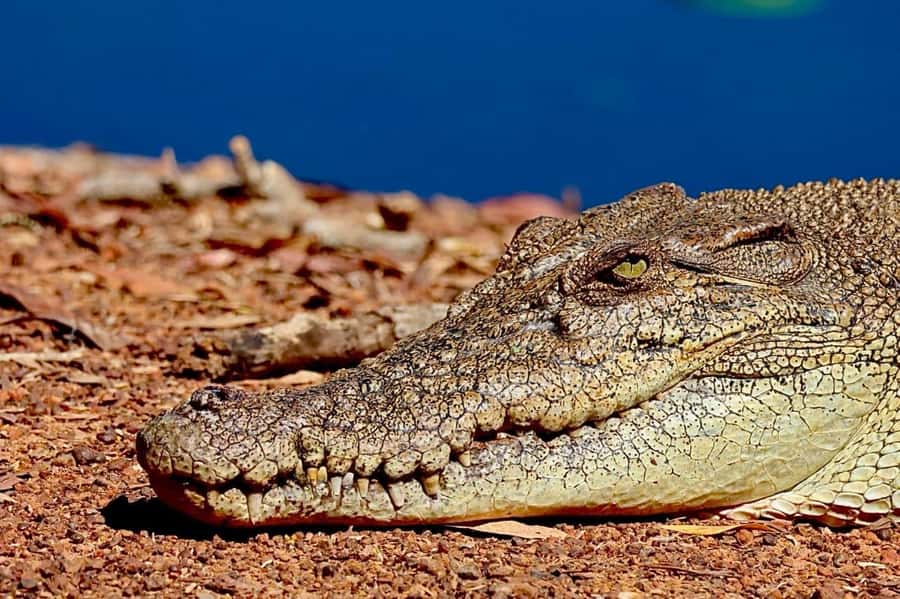 From Darwin: Kakadu National Park Full Day Tour - Ubirr Rock Art, where storytelling and survival meet