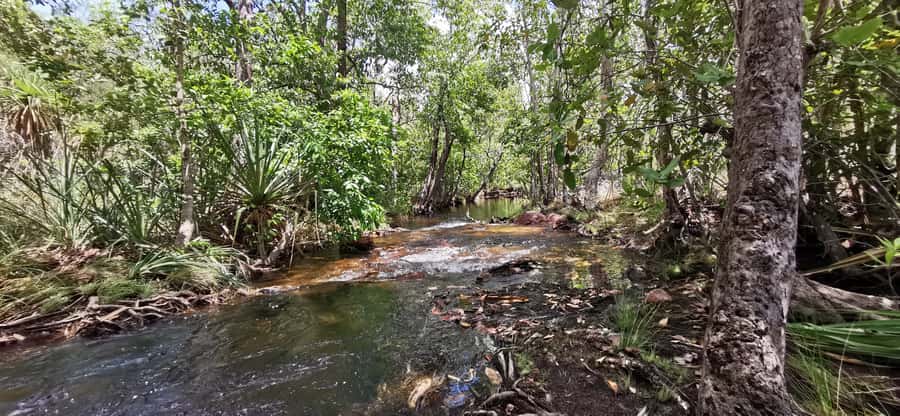 From Darwin: Litchfield National Park Small-Group Day Trip - Lunch, Snacks, and What the Day Actually Feels Like