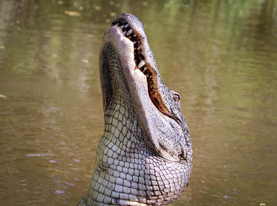 From Darwin: Litchfield Park Tour & Jumping Crocodile Cruise - Adelaide River jumping-croc cruise: the main event