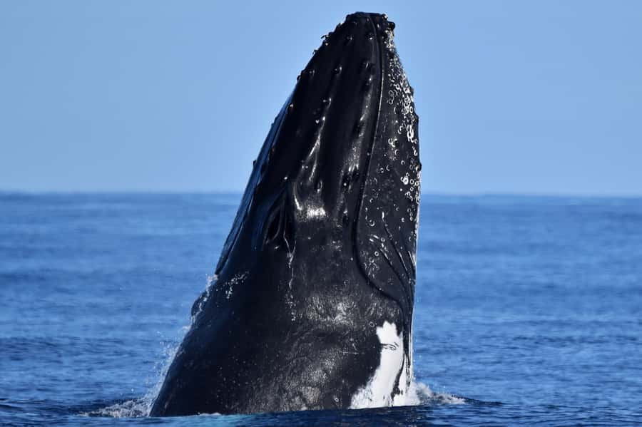 From Fremantle: 2-Hour Luxury Whale-Watching Cruise - Best Bits You Will Actually Feel Onboard