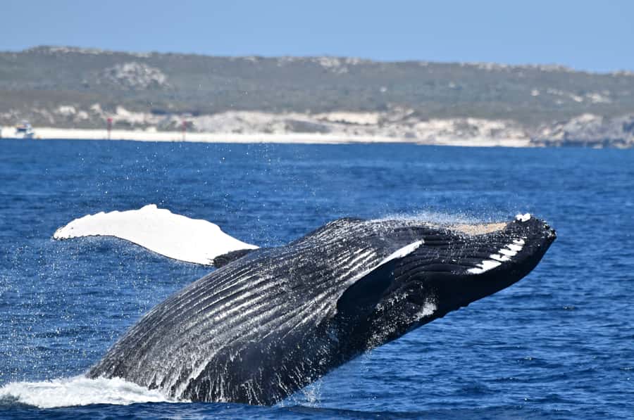 From Fremantle: 2-Hour Luxury Whale-Watching Cruise - From Sardine Jetty to Whale Territory: How the Cruise Plays Out