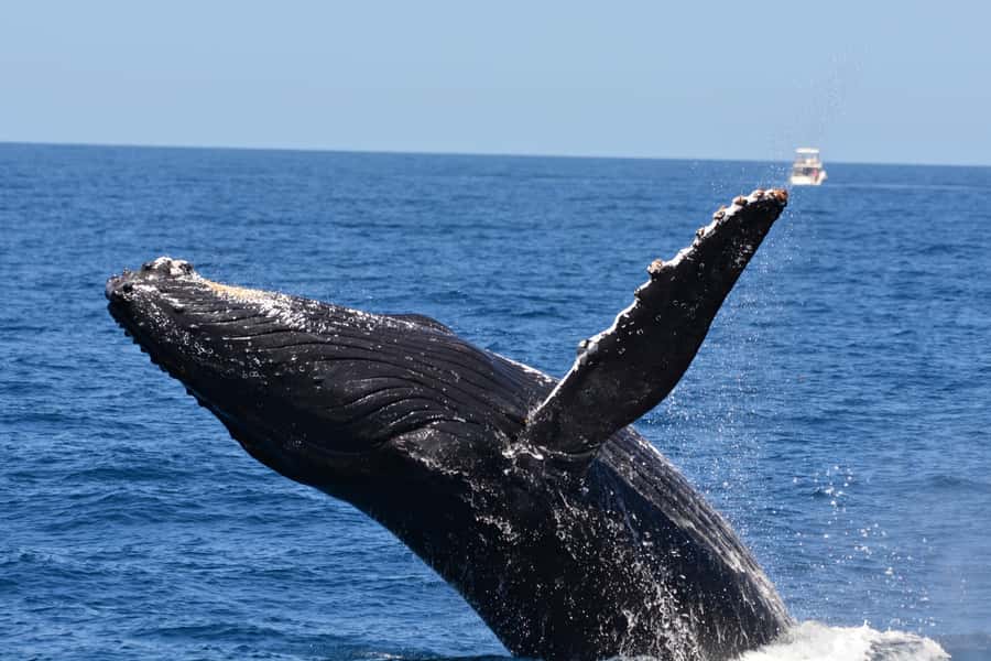 From Fremantle: 2-Hour Luxury Whale-Watching Cruise - The Onboard Team: Live Marine Commentary That Makes the Whales Make Sense