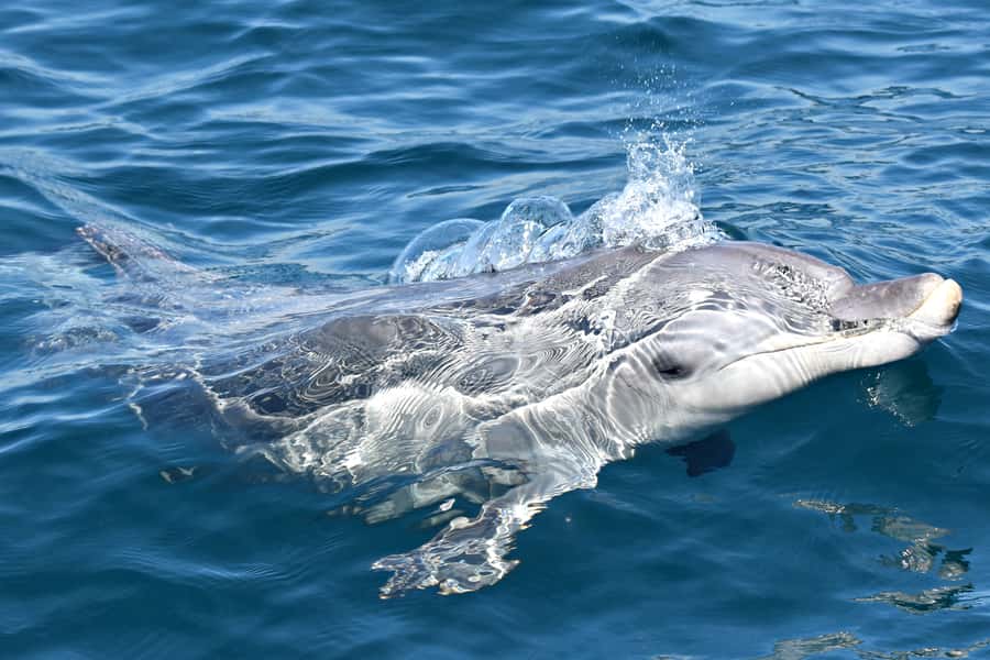 From Fremantle: 2-Hour Luxury Whale-Watching Cruise - Who This Tour Is Best For (And Who Should Think Twice)