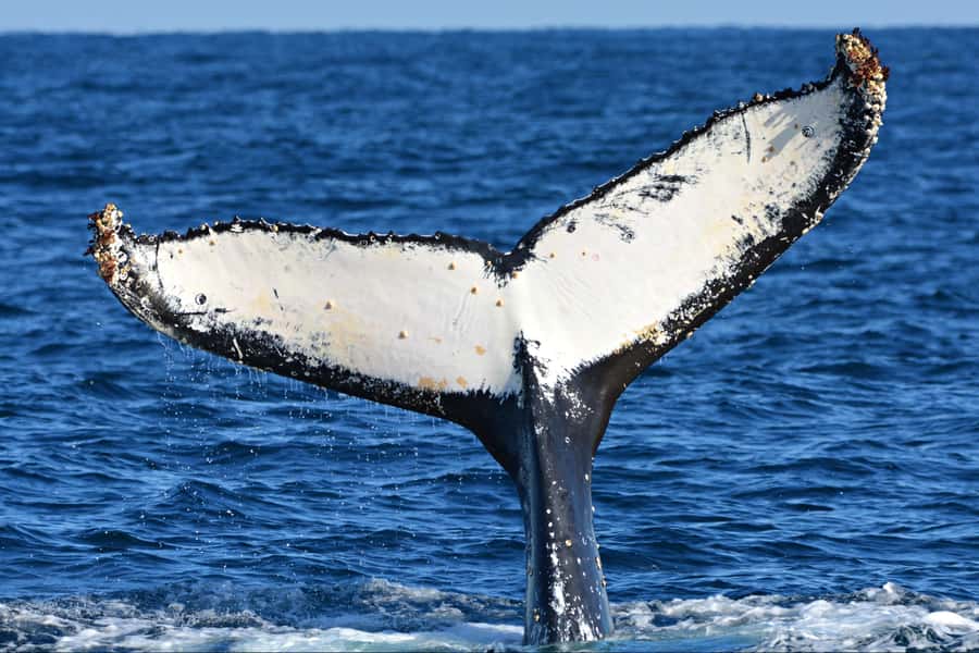 From Fremantle: 2-Hour Luxury Whale-Watching Cruise - Should You Book This Fremantle Whale Watch Cruise?