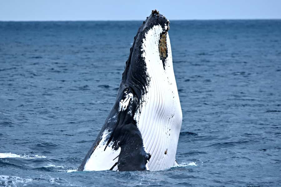 From Fremantle: 2-Hour Luxury Whale-Watching Cruise - Steep Point Catamaran: Why It Feels Like Luxury Whale Watching