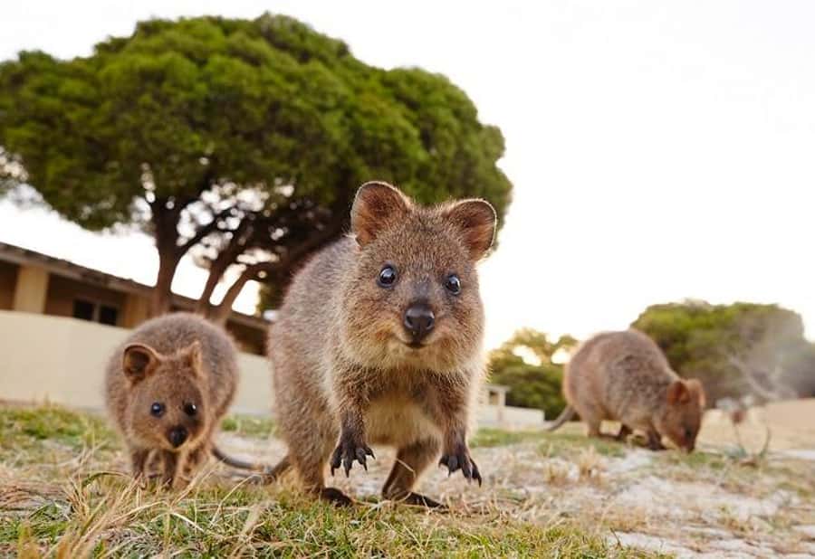 From Fremantle: Rottnest Island Ferry and Bike Day Tour - Key things to know before you go