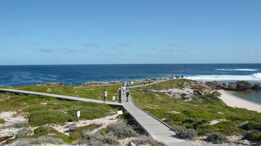 From Fremantle: Rottnest Island Ferry & Bus Day Tour - Key things to know before you go