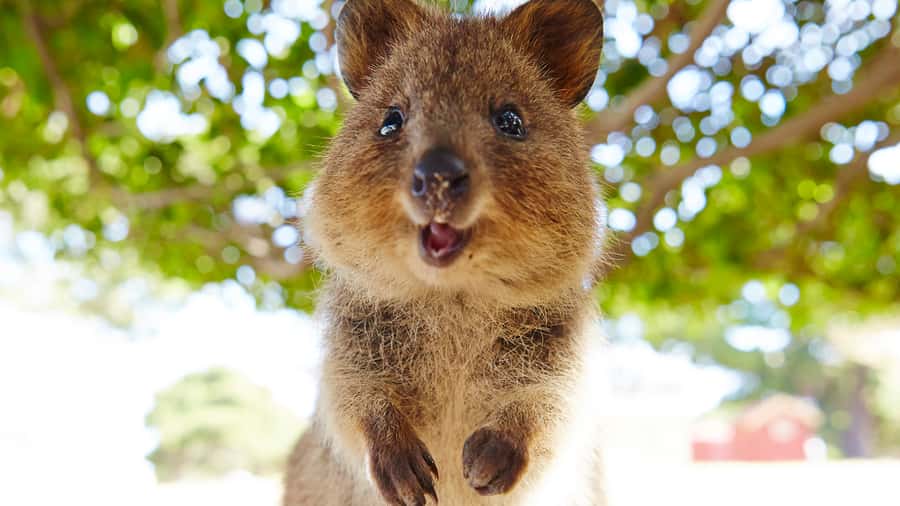 From Fremantle: Rottnest Island Ferry & Bus Day Tour - Logistics that affect your comfort (and how to avoid friction)