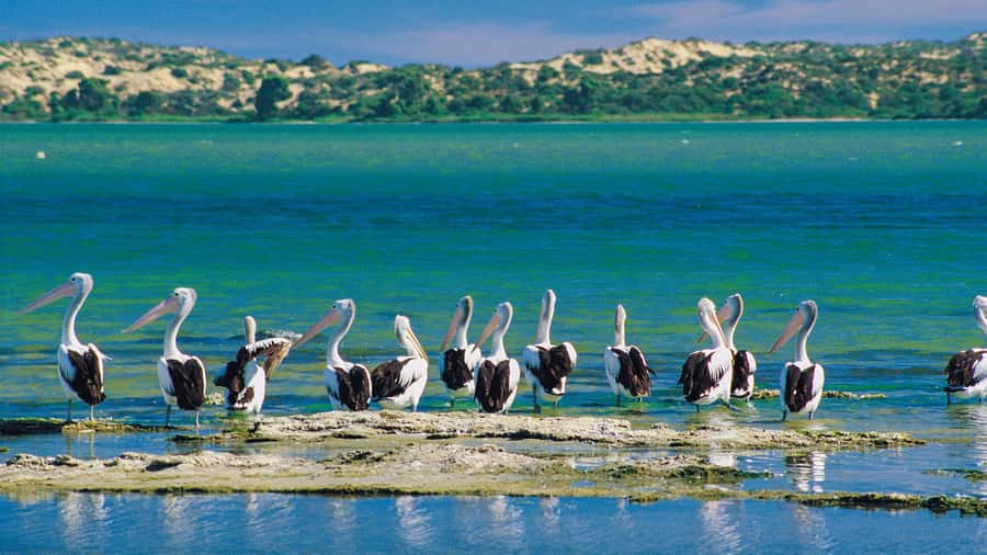 From Goolwa: Half-Day Coorong Experience - Murray Mouth to Storm Boy country: Coorong Shacks and dunes that mean business