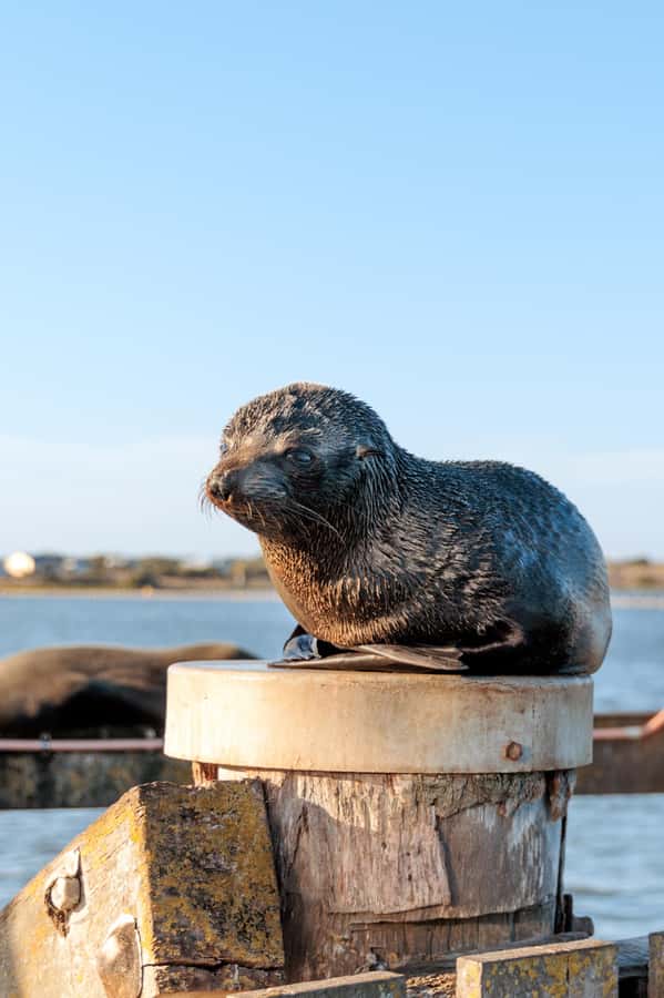 From Goolwa: Murray Mouth Cruise - Goolwa to Murray Mouth in 90 minutes: the route you’ll actually care about