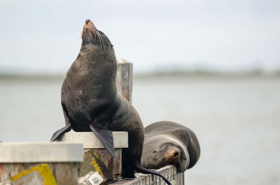 From Goolwa: Murray Mouth Cruise - On-board comfort and how to choose your seat for views and sound
