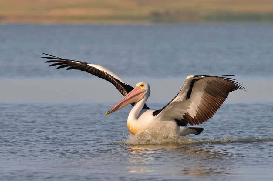 From Goolwa: Murray Mouth Cruise - The Goolwa Barrage lock: why one passage is worth the whole trip