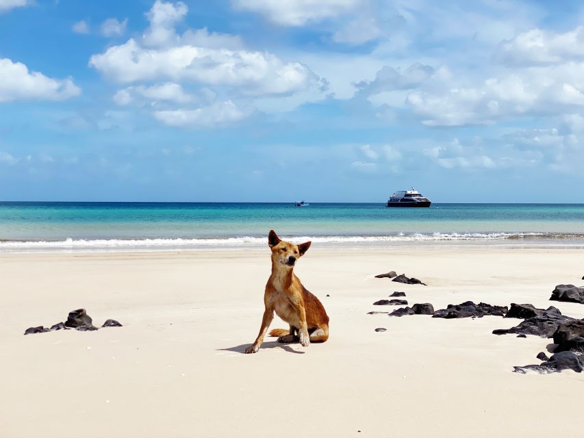 From Hervey Bay: Remote K'gari Tour by Boat with Lunch - Awinya or Bowarrady Creek: second act water time with guided fun