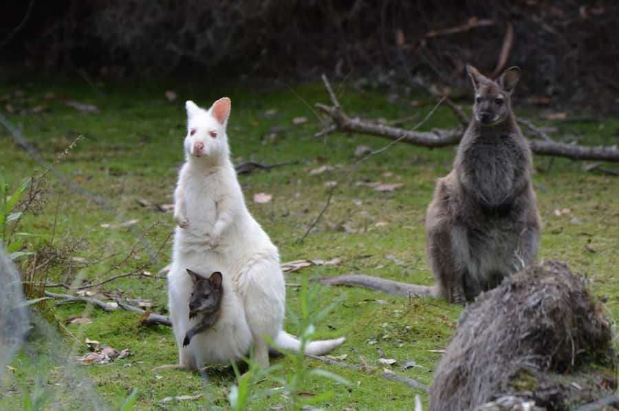 From Hobart: Full-Day Bruny Island Tour with Guide - Who this Bruny full-day tour fits best