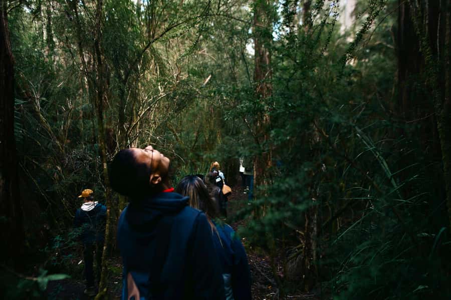 From Hobart: Full-Day Bruny Island Tour with Guide - Morning Nature Walks on Bruny: temperate rainforest and wildlife spotting