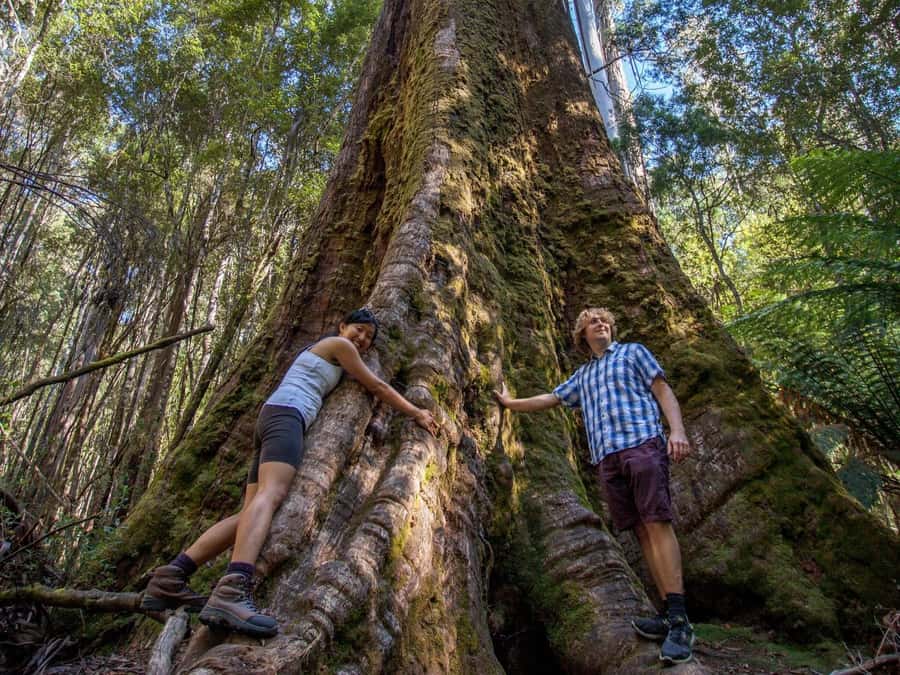 From Hobart: Mt. Field, Mt. Wellington and Wildlife Day Tour - What to bring so you don’t hate Mt Field or Mt Wellington