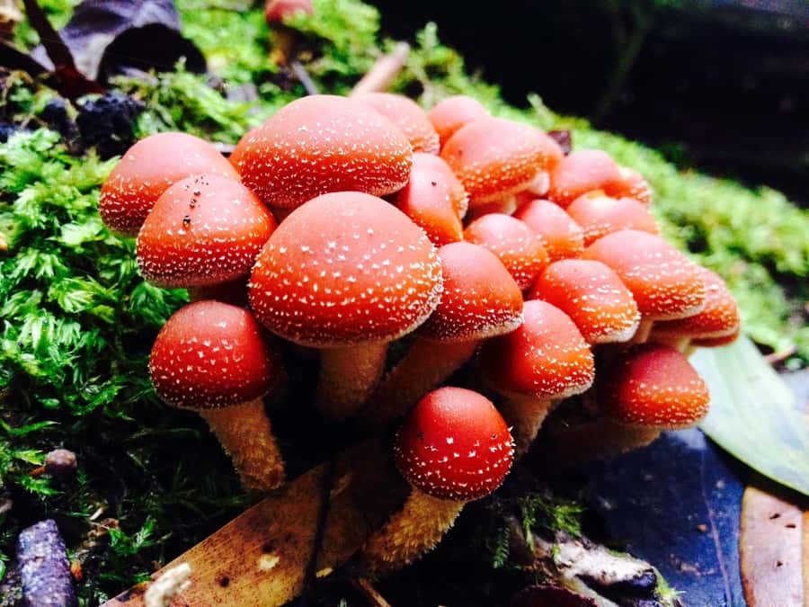 From Hobart: Mt. Field, Mt. Wellington and Wildlife Day Tour - Mt Field National Park: the Three Falls Circuit you’ll remember