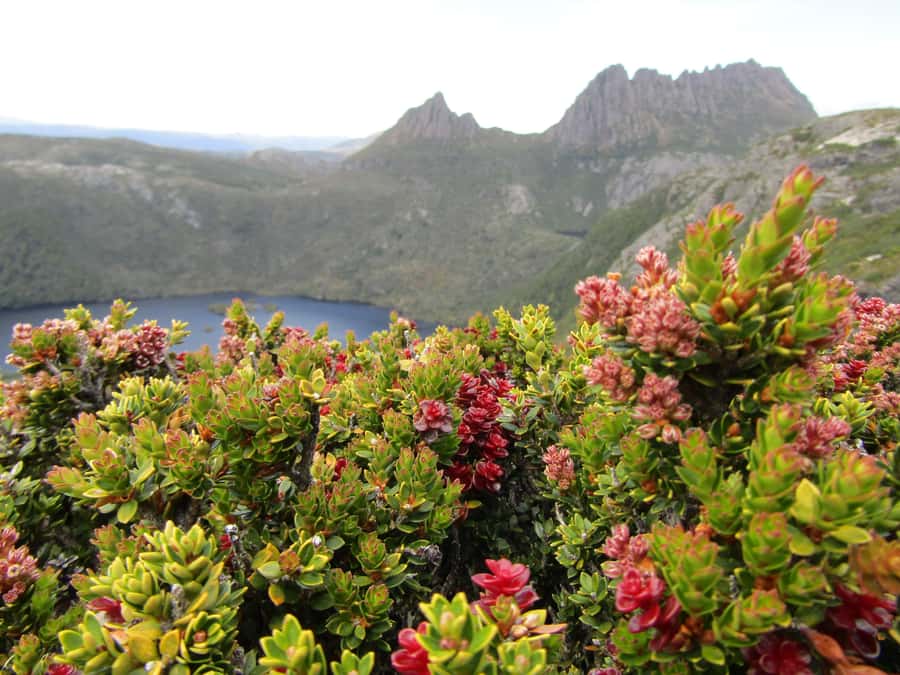 From Launceston: Cradle Mountain - Active Day Tour - Launceston pickup at 7:20 AM, plus Sheffield murals and bakery lunch