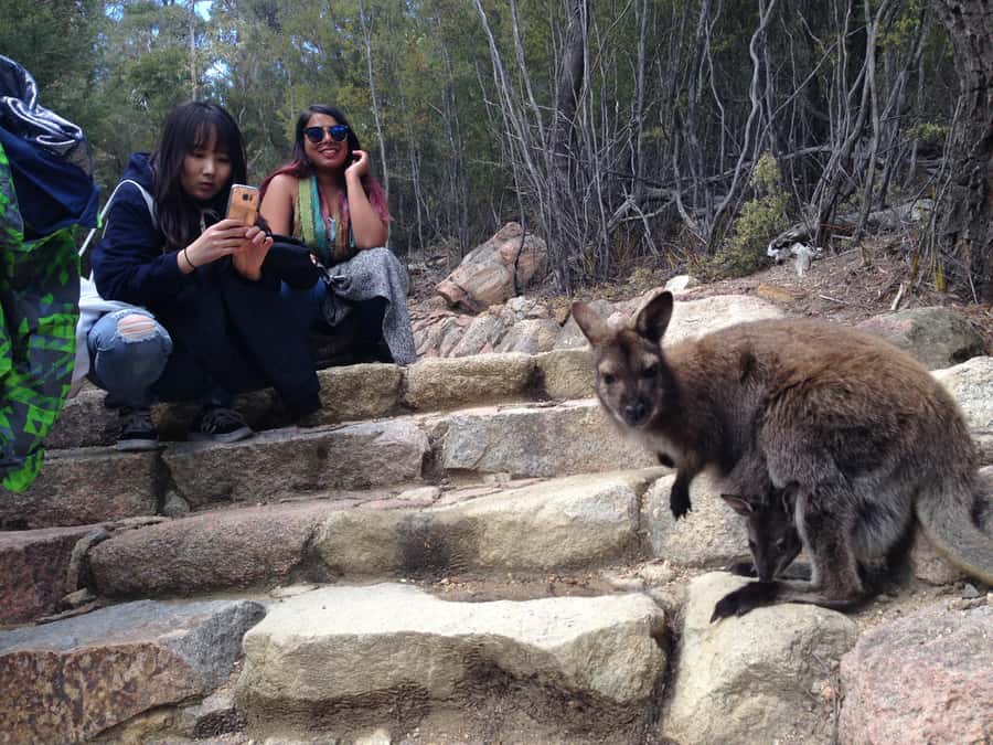 From Launceston: Full-Day Wineglass Bay Explorer Active Tour - Leaving Launceston early, then turning the day into a coast adventure
