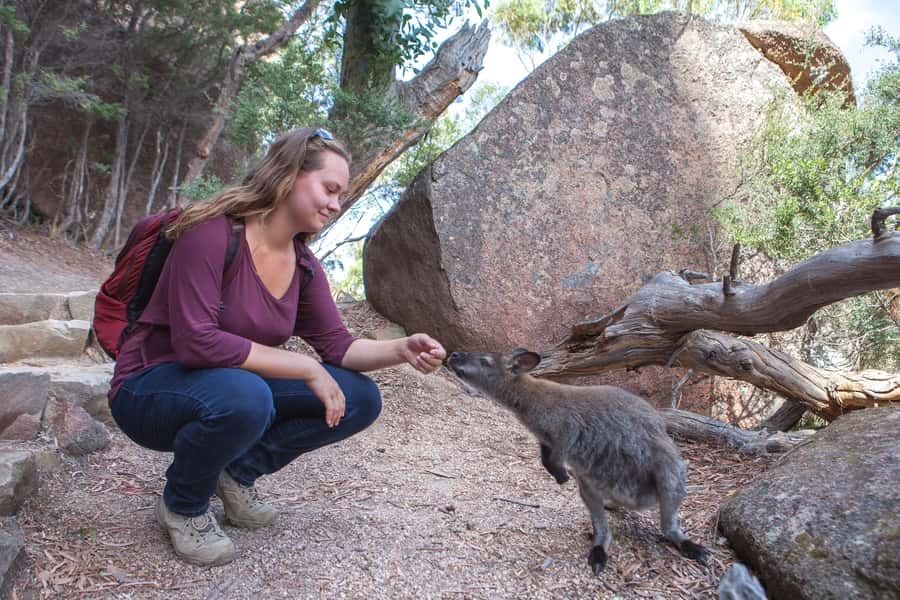 From Launceston: Full-Day Wineglass Bay Explorer Active Tour - After the lookout: choose your effort level for beach time and dolphin chances