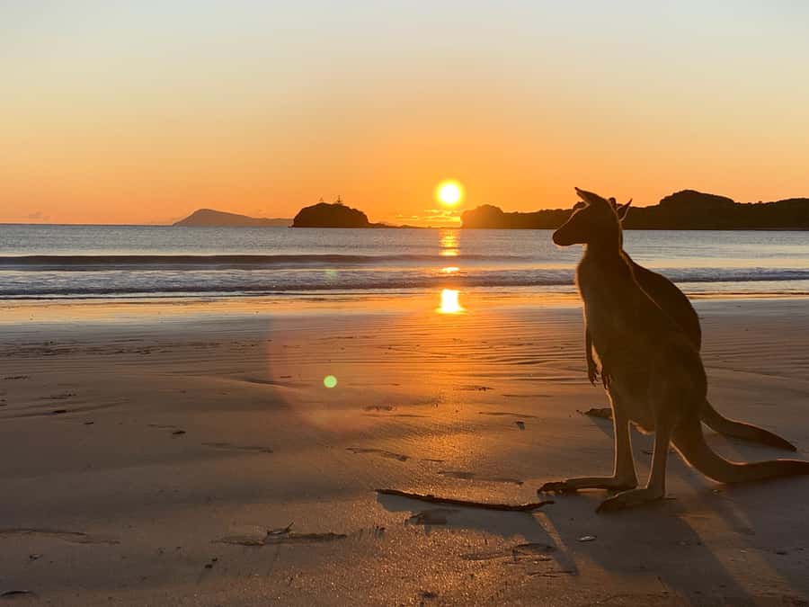 From Mackay: Wallabies on the Beach Sunrise Trip - Key highlights to look for