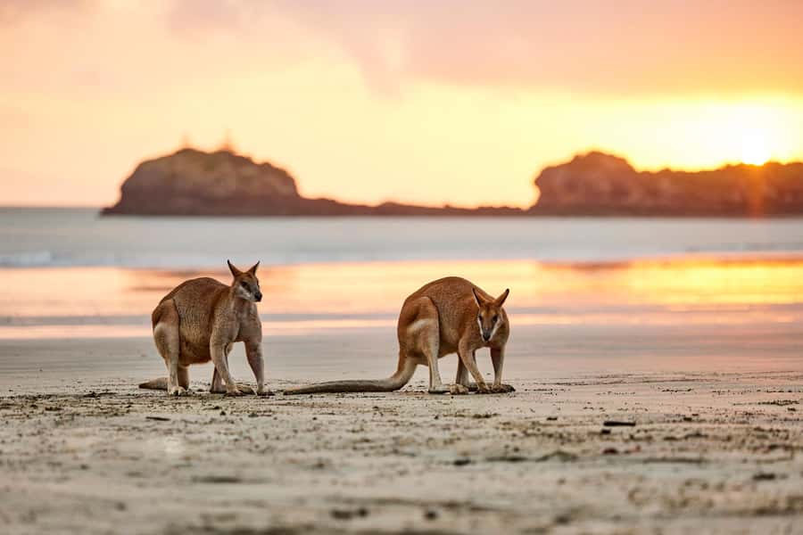 From Mackay: Wallabies on the Beach Sunrise Trip - Price and value: what $91 gets you for 270 minutes