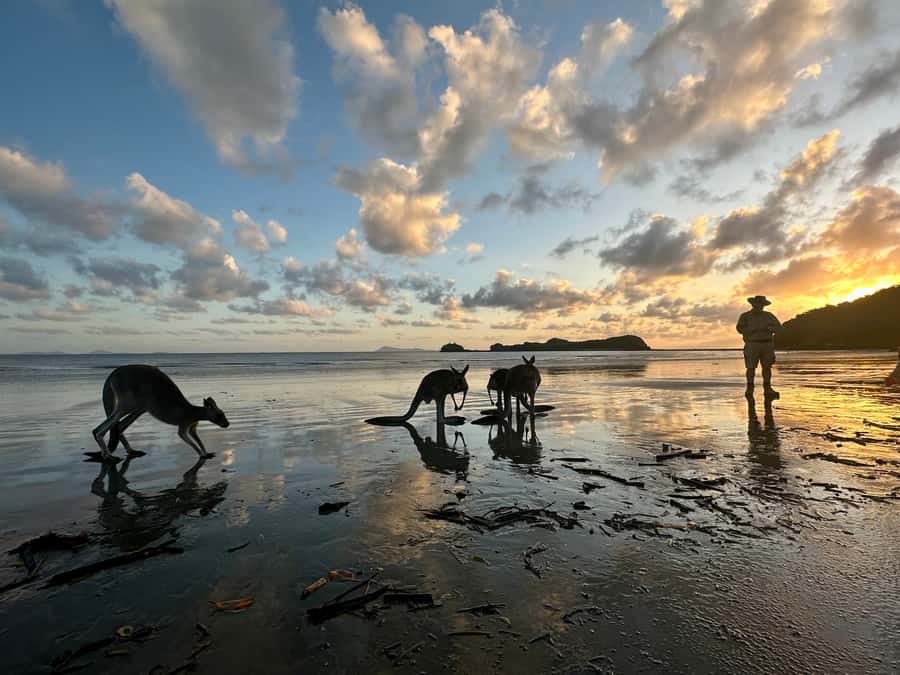 From Mackay: Wallabies on the Beach Sunrise Trip - The beach walk: where you spot wallabies and kangaroos up close