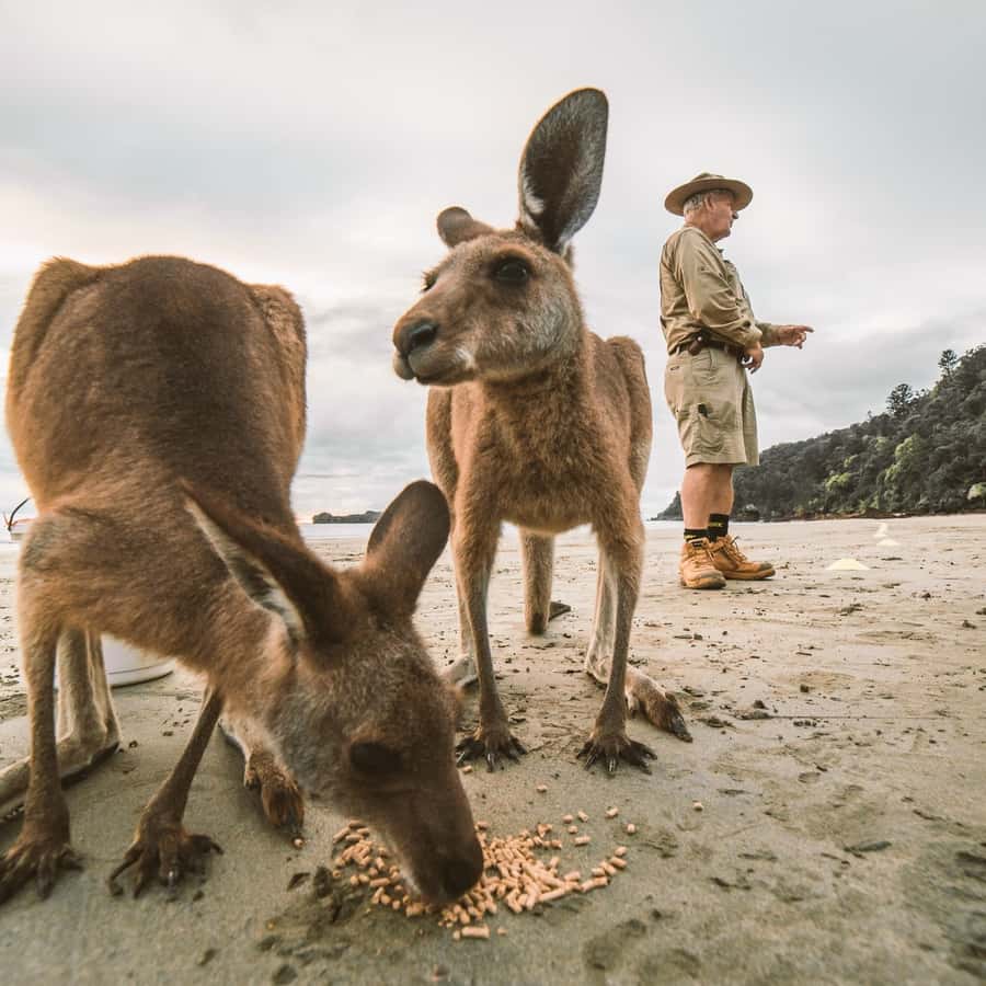From Mackay: Wallabies on the Beach Sunrise Trip - Breakfast after dawn: light food, local flavors, and time to reset