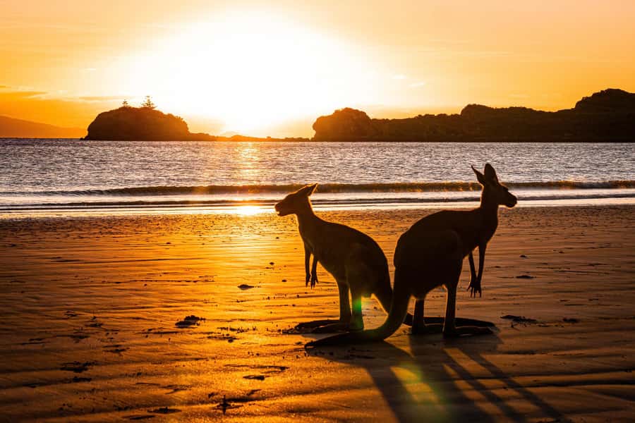 From Mackay: Wallabies on the Beach Sunrise Trip - When weather changes the animals: rain, wind, and realistic expectations