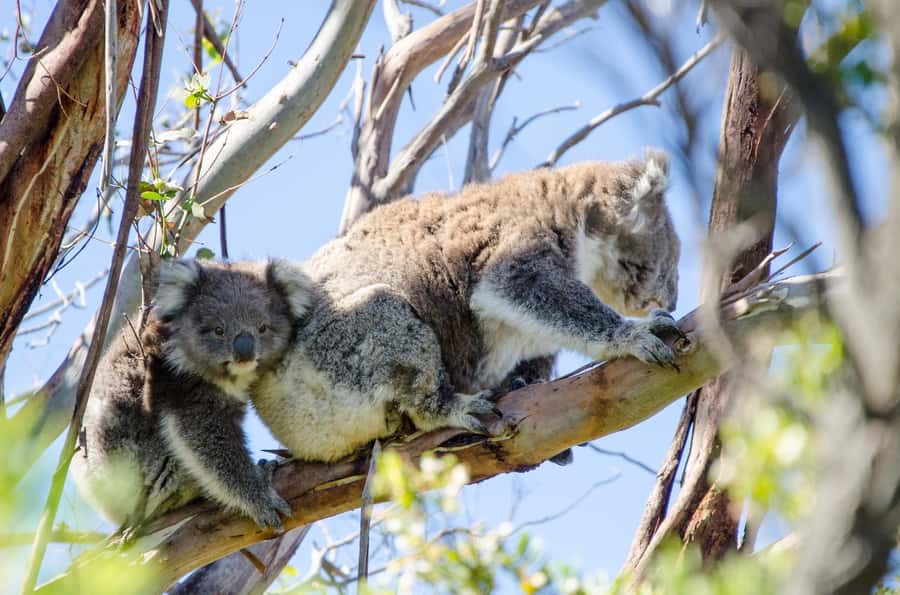 From Melbourne: 2-Day Great Ocean Road & Grampians Escape - Shipwreck Coast highlights: 12 Apostles, Loch Ard Gorge, and London Bridge