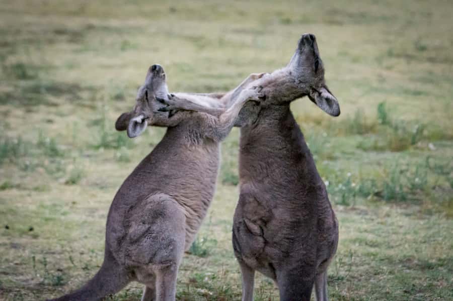 From Melbourne: 2-Day Great Ocean Road & Grampians Escape - Otway rainforest walk: the break your legs and eyes need