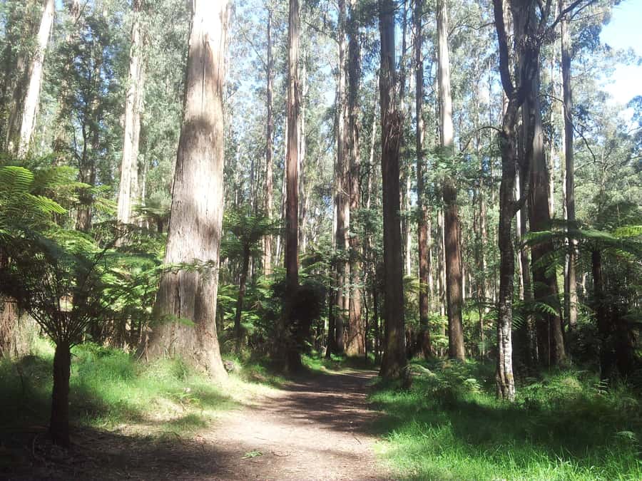 From Melbourne: Dandenong Ranges Private Day Tour - Key highlights to know
