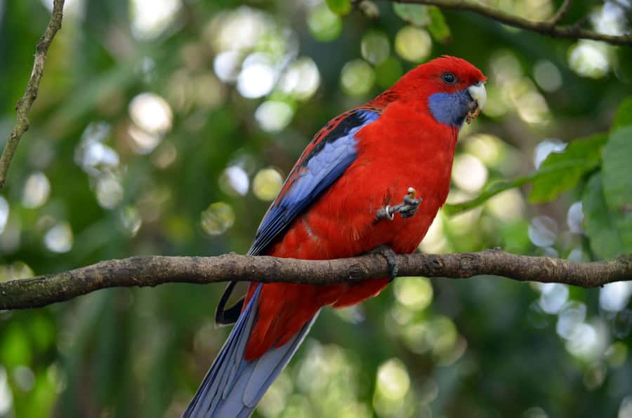 From Melbourne: Dandenong Ranges Private Day Tour - Price and value: $247 per group for a 6-hour garden and forest day