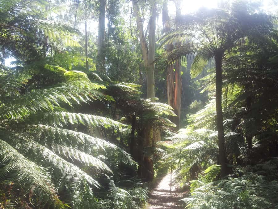 From Melbourne: Dandenong Ranges Private Day Tour - The Dandenong Ranges, close enough for a real day off