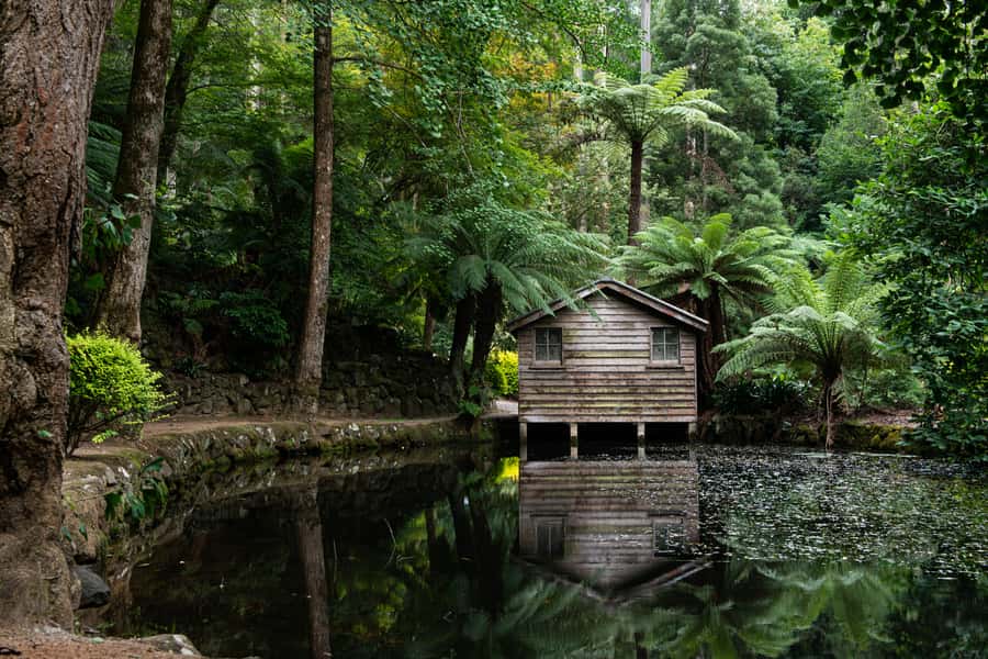 From Melbourne: Dandenong Ranges Private Day Tour - Lunch at a cosy restaurant near the walk, with dietary support