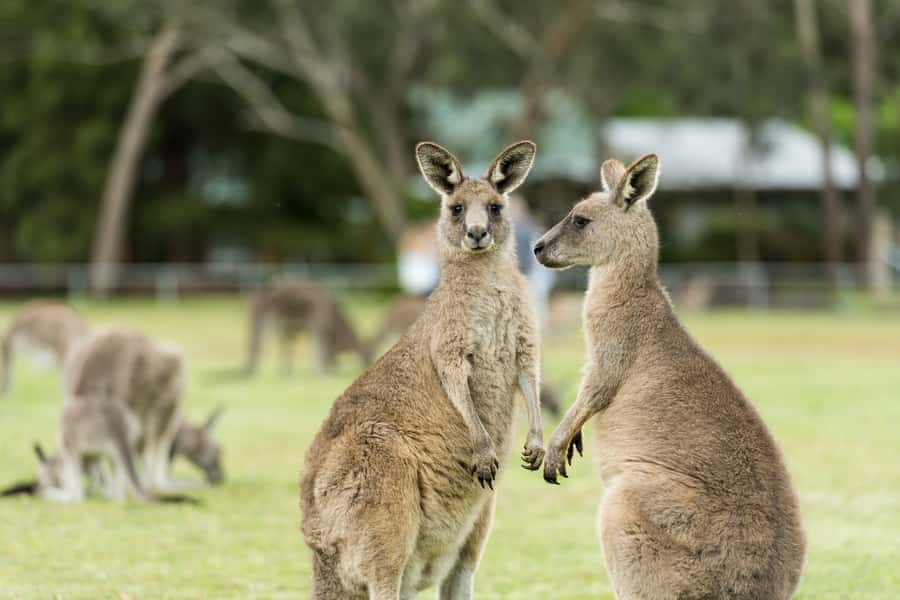 From Melbourne: Grampians National Park & Kangaroos - Road trip details: Ballarat, Beaufort, and that first Grampians reveal