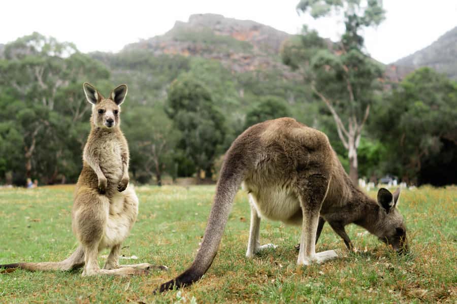 From Melbourne: Grampians National Park Small Group Tour - Beaufort and the Mt William first impressions you’ll actually remember