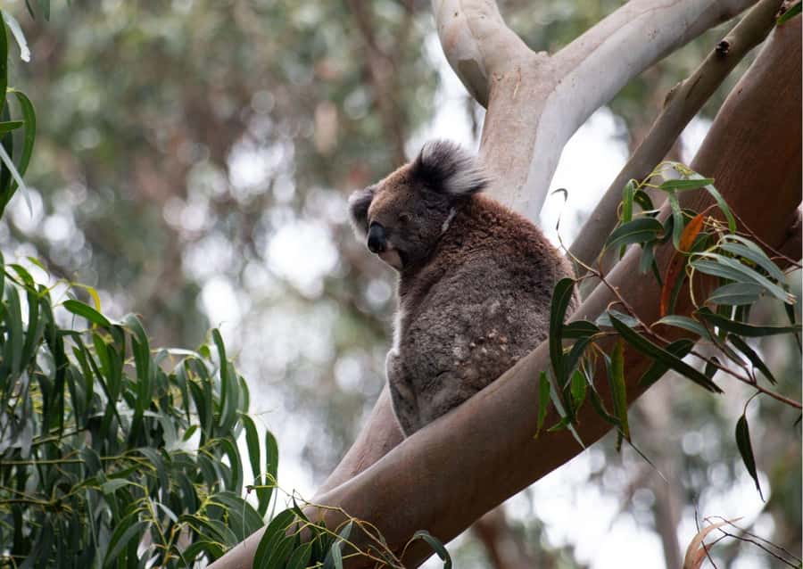 From Melbourne: Great Ocean Road & 12 Apostles Full-Day Tour - Why this Great Ocean Road day trip from Melbourne is such a popular pick