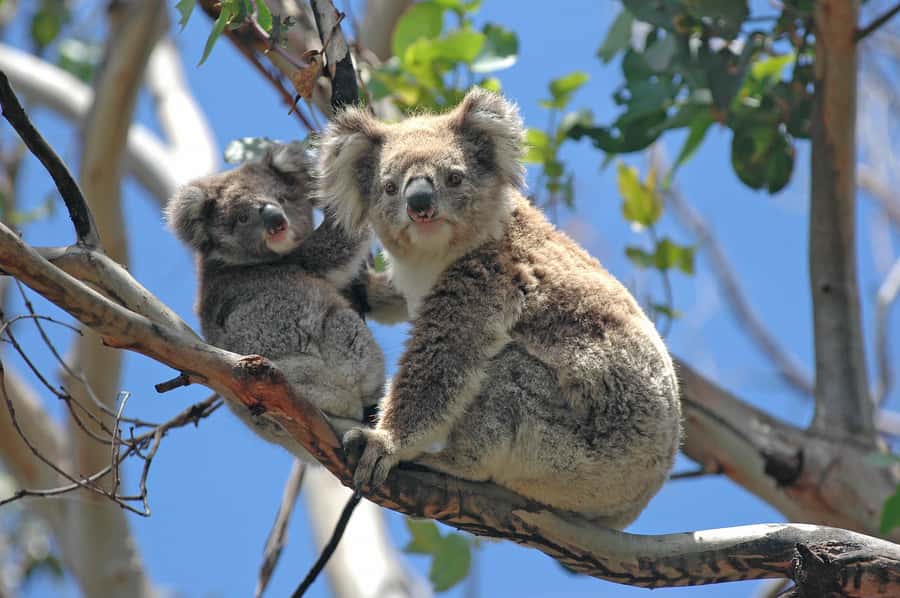 From Melbourne: Great Ocean Road, 12 Apostles, Wildlife Tour - Koalas and parrots, plus the mindset for wildlife spotting