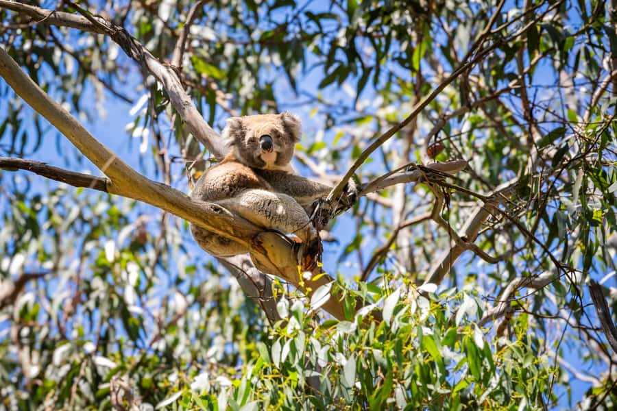 From Melbourne: Great Ocean Road Boutique Tour in Reverse - Coming back along the coast: longer scenic drives with wildlife stops