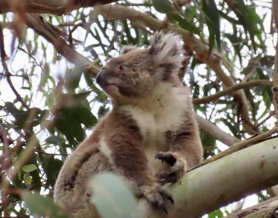 From Melbourne: Great Ocean Road Boutique Tour in Reverse - Kennett River and the real wildlife strategy for koalas and kangaroos