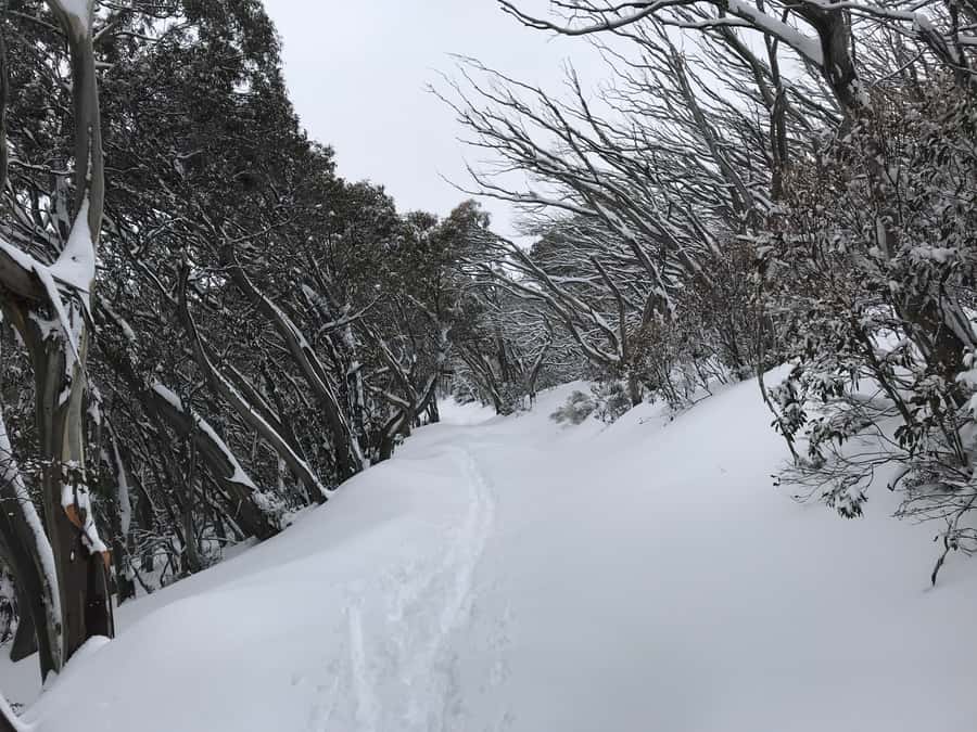 From Melbourne: Mt Buller Snow Day Small Group Boutique Tour - Who this tour fits best, and who should rethink it