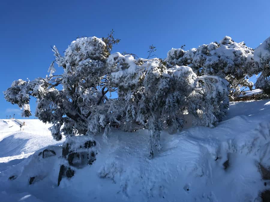From Melbourne: Mt Buller Snow Day Small Group Boutique Tour - A guide who keeps the day from going sideways