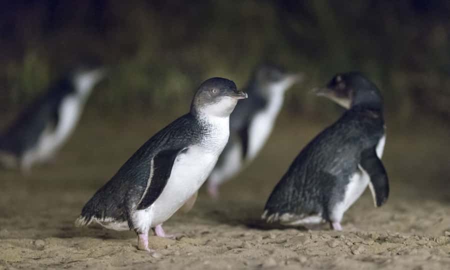From Melbourne: Penguin Parade Afternoon Tour - Meeting in Melbourne at Flinders and Market, then off to Phillip Island