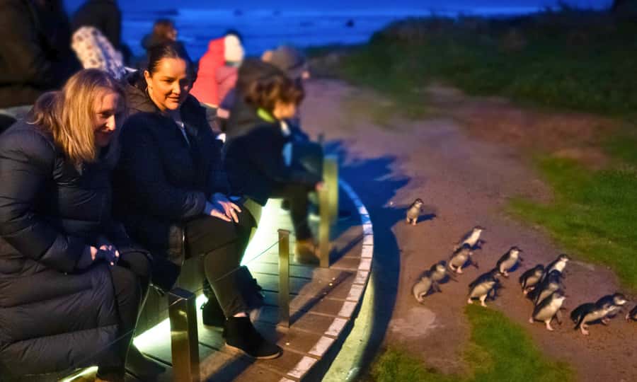 From Melbourne: Penguin Parade Afternoon Tour - Cape Woolamai in summer: dramatic cliffs when conditions line up