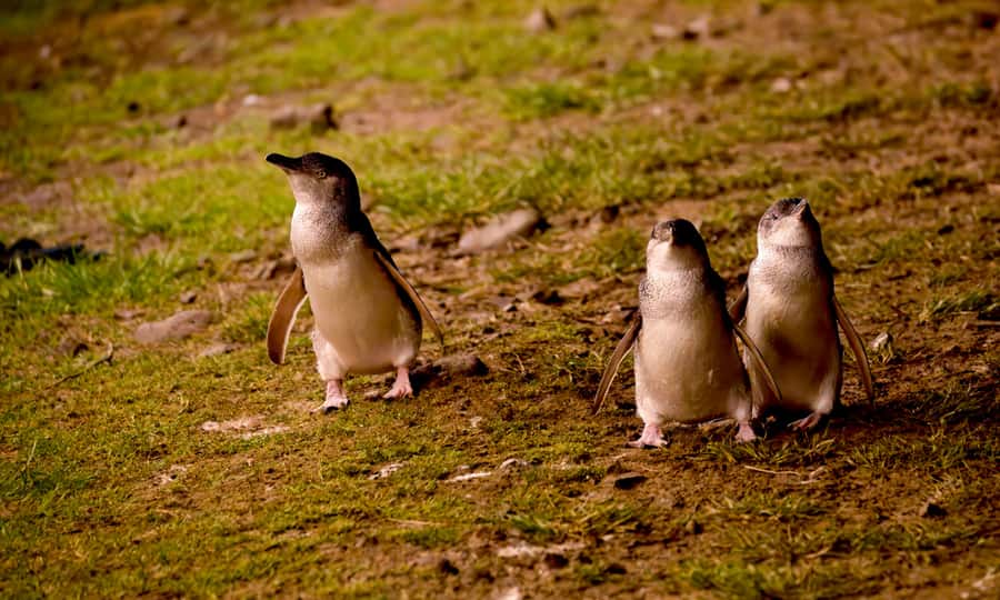 From Melbourne: Penguin Parade Afternoon Tour - The Nobbies stop: ocean views and wildlife you can actually spot