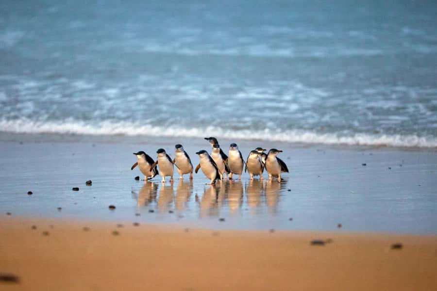 From Melbourne: Penguin Parade and Koalas Tour - Key highlights worth clocking before you go