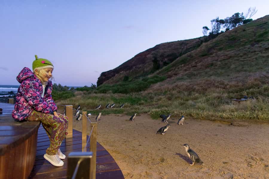 From Melbourne: Penguin Parade and Koalas Tour - Woolamai Beach and Cape Woolamai: sand time between the animals