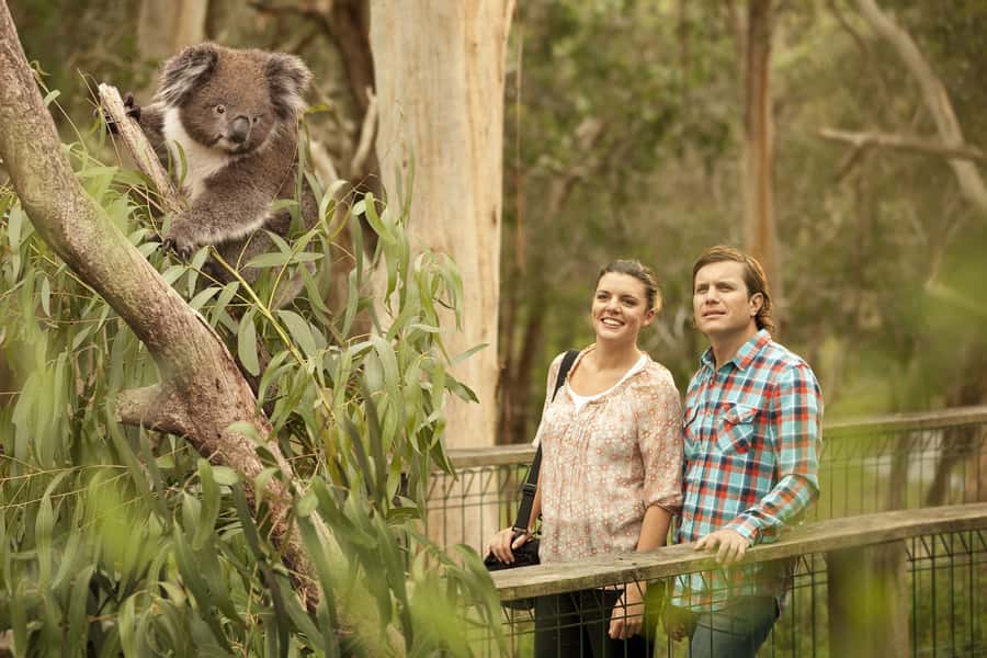 From Melbourne: Penguin Parade and Koalas Tour - The Nobbies Centre and Seal Rocks: volcanic formations and serious coastline views