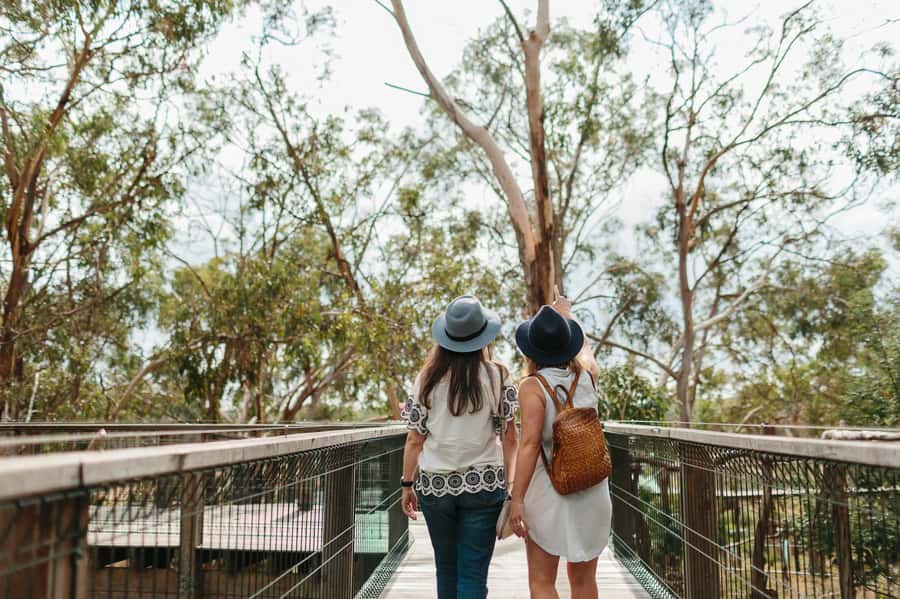 From Melbourne: Penguin Parade and Koalas Tour - Penguin Plus upgrade: when paying more changes what you can see